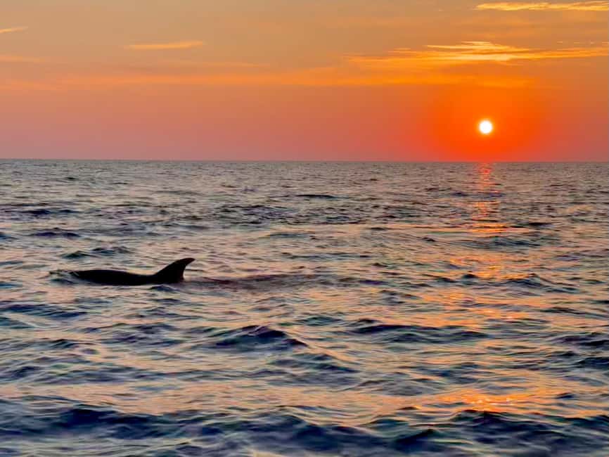 Alcudia: Dolphin Watching at Sunrise with Speedboat - What the 30-Minute Dolphin Session Means