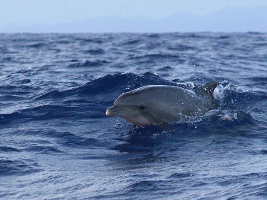 Alcudia: Dolphin Watching at Sunrise with Speedboat - Photos and Videos Without Missing the Moment
