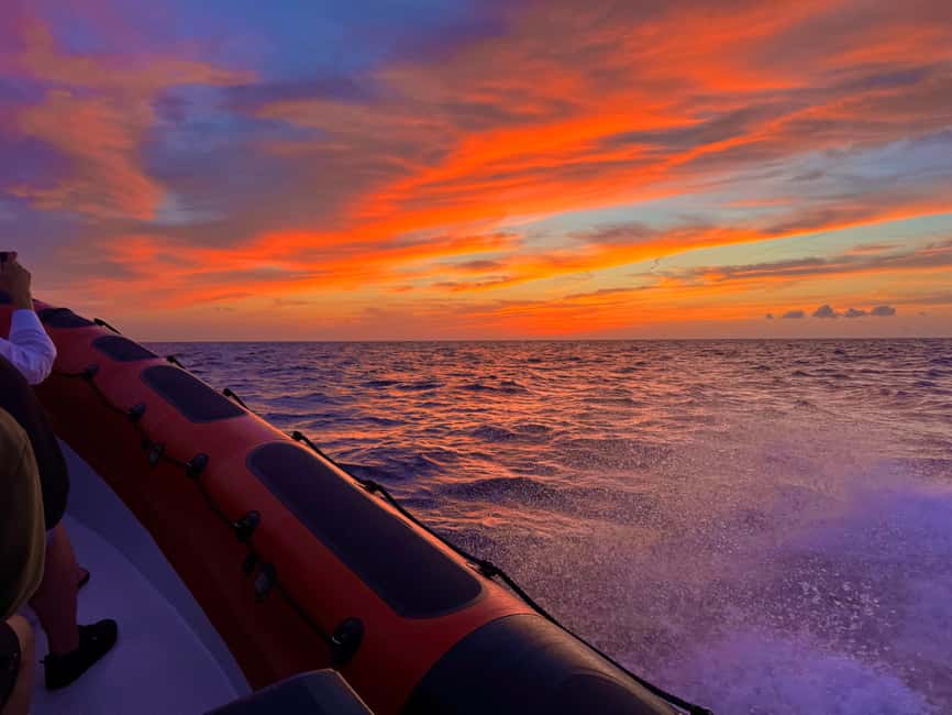 Alcudia: Dolphin Watching at Sunrise with Speedboat - Languages, Timing, and Practical Details