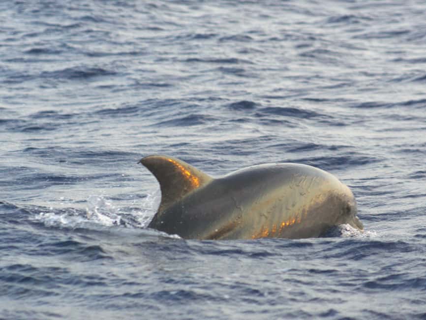 Alcudia: Dolphin Watching at Sunrise with Speedboat - Who Will Enjoy This Alcudia Boat Trip?