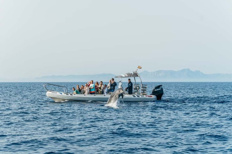 Alcudia or Can Picafort: Dolphin-Watching Cruise - Is the $100 price fair?