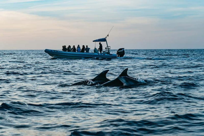 Alcudia or Can Picafort: Dolphin-Watching Cruise - The outward run to the dolphin area
