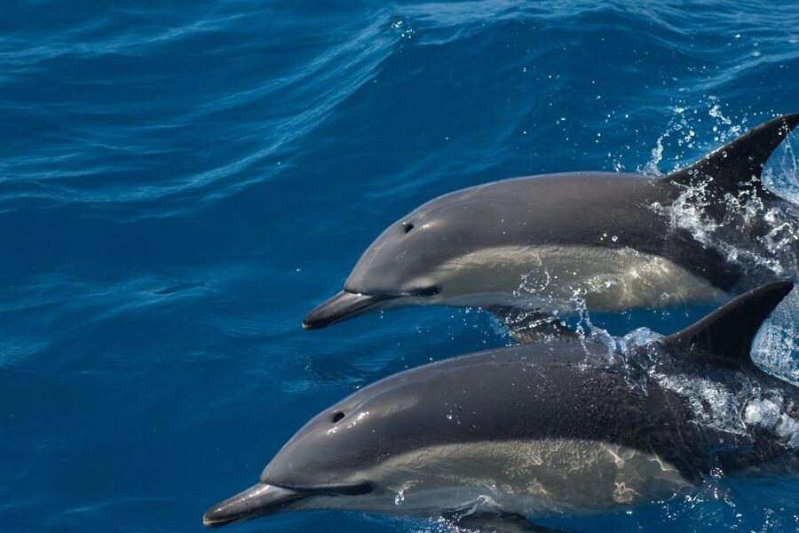 Algarve Dolphin Watching & Marine Life Eco Tour - Should you book the Formosamar dolphin tour?