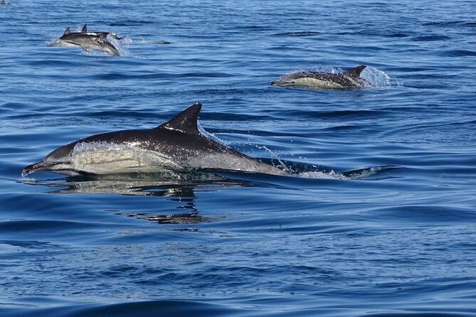 Algarve Dolphin Watching & Marine Life Eco Tour - Leaving Faro through the Ria Formosa