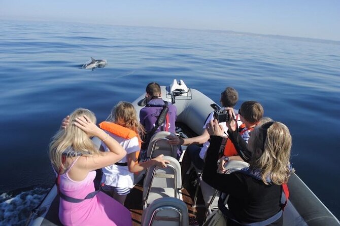 Algarve Dolphin Watching & Marine Life Eco Tour - Searching for dolphins, whales, and other marine life