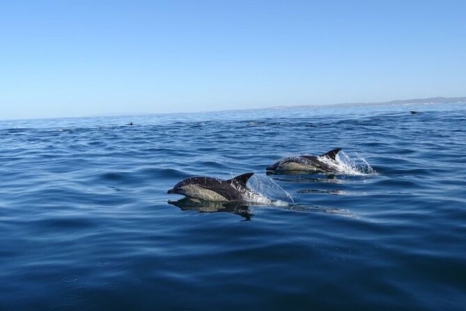 Algarve Dolphin Watching & Marine Life Eco Tour - Seabirds make the open-water hours more interesting