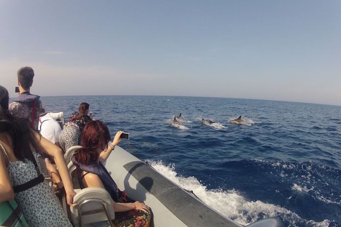 Algarve Dolphin Watching & Marine Life Eco Tour - Returning by Culatra Island and the lagoon