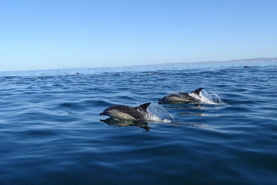 Algarve Dolphin Watching & Marine Life Eco Tour - What the boat feels like in practice