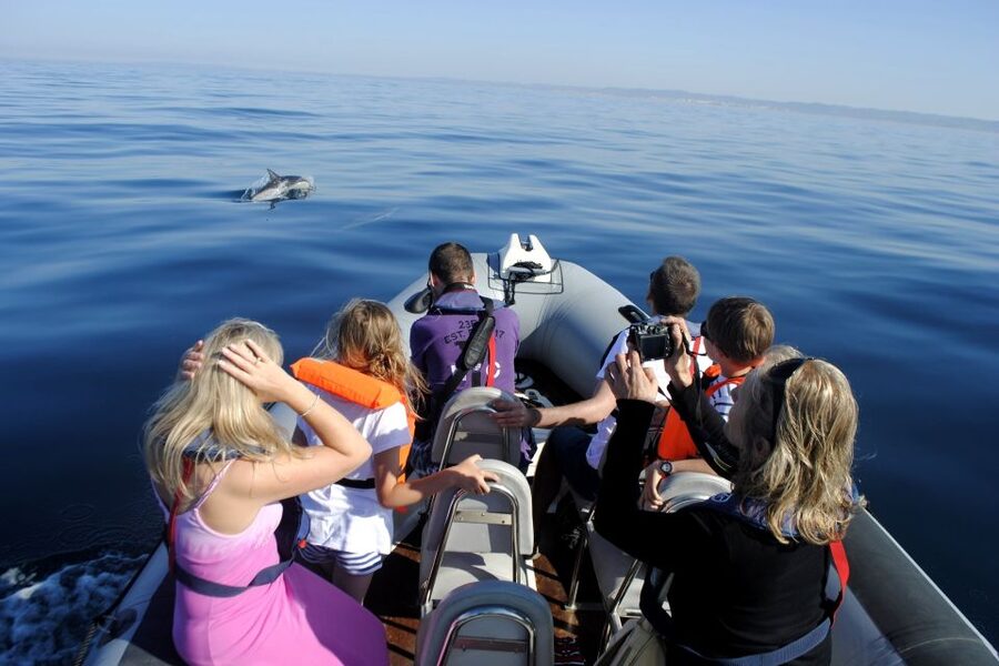 Algarve Dolphin Watching & Marine Life Eco Tour - Is $64 good value?