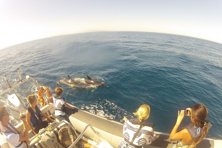 Algarve Dolphin Watching & Marine Life Eco Tour - Who should book this Algarve eco tour?