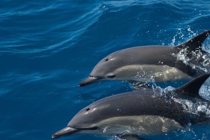 Algarve Dolphin Watching & Marine Life Eco Tour - Past Ilha do Farol and toward the Atlantic