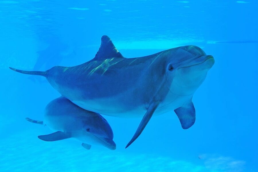 Algarve Zoomarine Ticket and Dolphin Emotions Experience - The main weakness: contact time can feel short