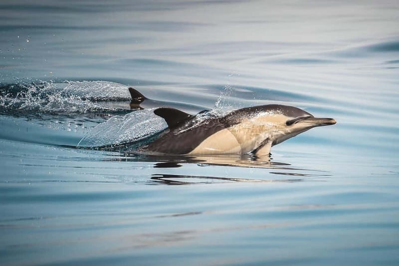 Algeciras: Dolphin and whale watching in reduced groups - Looking for common, striped, and bottlenose dolphins