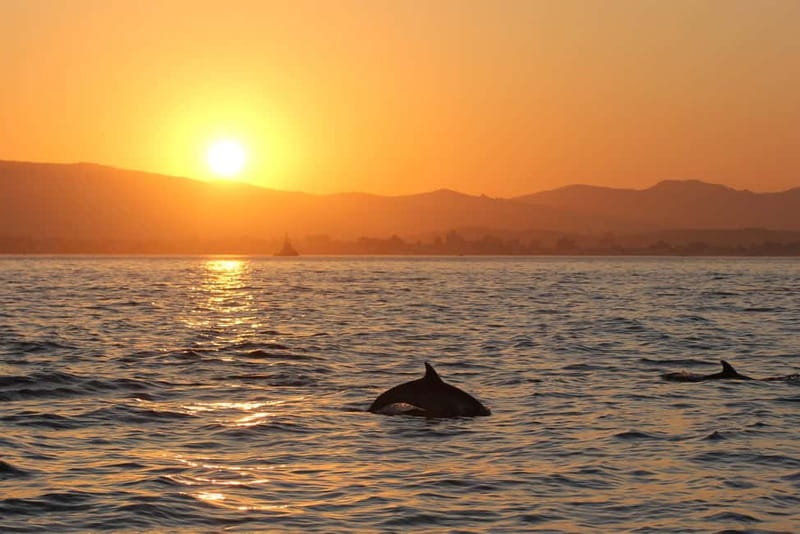 Algeciras: Dolphin and whale watching in reduced groups - The two-hour route and what you will actually do