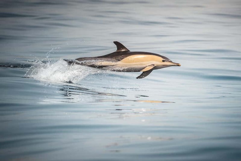 Algeciras: Dolphin and whale watching in reduced groups - Who will enjoy this outing most?