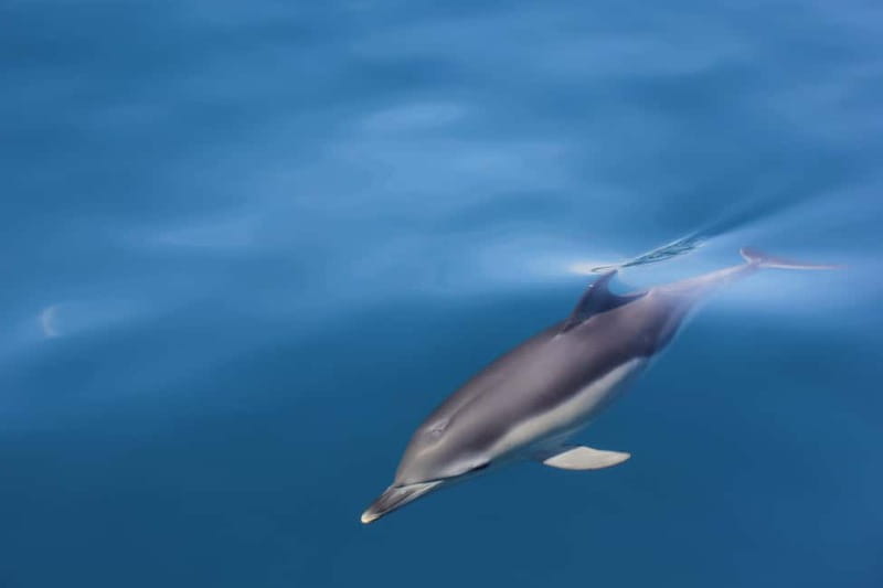 Algeciras: Dolphin and whale watching in reduced groups - What the six-person boat changes