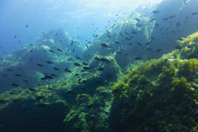 Alghero - Dolphin Watching and Guided Snorkeling (summer tour) - Why this Alghero dolphin tour feels different
