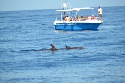 Alghero – Dolphin Watching and Guided Snorkeling (summer tour)