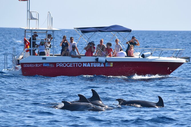 Alghero - Dolphin Watching and Guided Snorkeling (summer tour) - Guided snorkeling with local fish and sea life