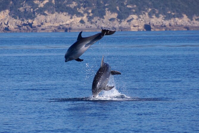 Alghero - Dolphin Watching and Guided Snorkeling (summer tour) - What happens if the dolphins do not appear