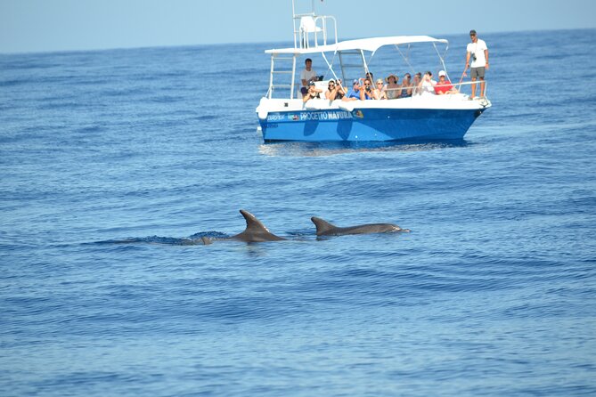 Alghero - Dolphin Watching and Guided Snorkeling (summer tour) - Searching the waters for dolphins
