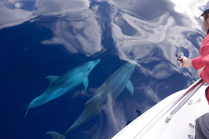 Alghero - Dolphin Watching (Spring & Autumn Tour) - Key points before you book