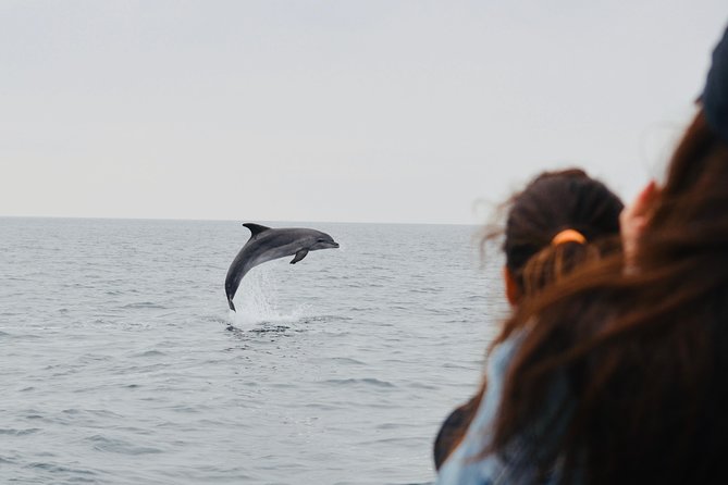 Alghero - Dolphin Watching (Spring & Autumn Tour) - Who will enjoy this most?