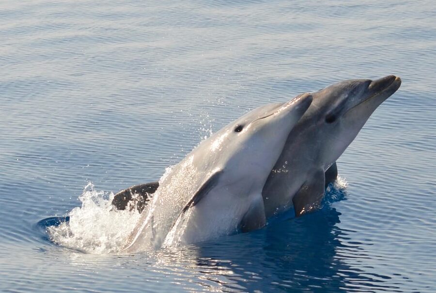Alghero: Dolphin Watching Tour with Marine Researcher - Meeting MareTerra at Alghero’s waterfront