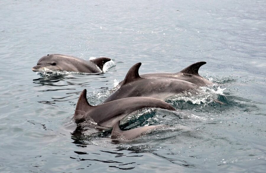 Alghero: Dolphin Watching Tour with Marine Researcher - Summer snorkeling near Capo Caccia and Isola Piana