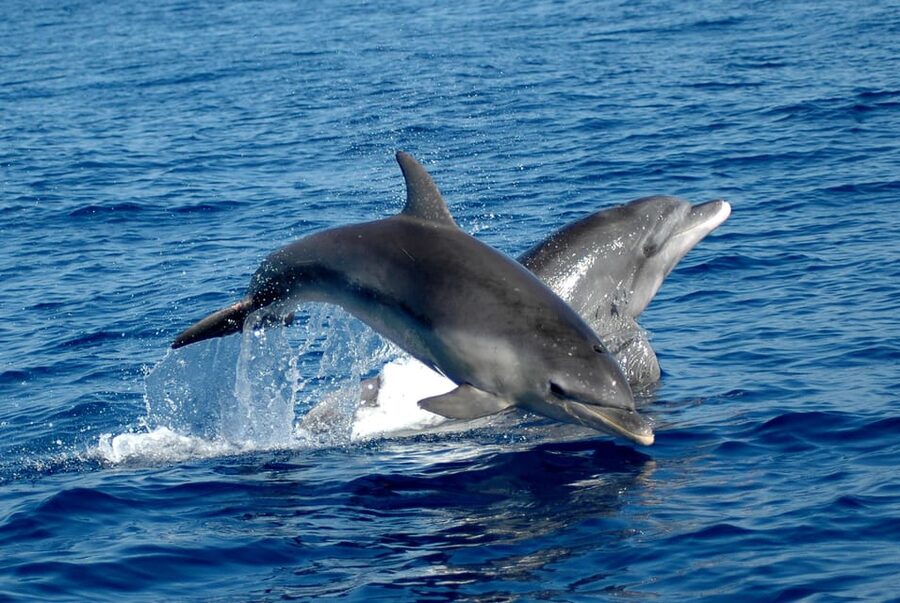 Alghero: Dolphin Watching Tour with Marine Researcher - Meeting the bottlenose dolphins of Alghero Bay