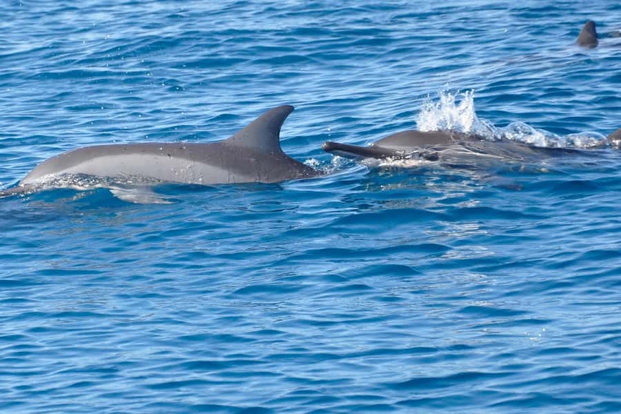 All In One- Dolphins, Whales, Snorkeling & Lunch onboard - Whale watching with a flexible sea plan