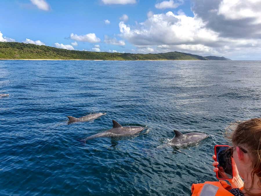 All In One- Dolphins, Whales, Snorkeling & Lunch onboard - Crystal Rock and the views around it