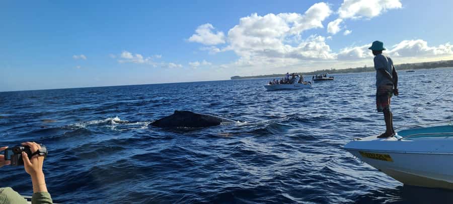 All In One- Dolphins, Whales, Snorkeling & Lunch onboard - Snorkeling in the natural aquarium