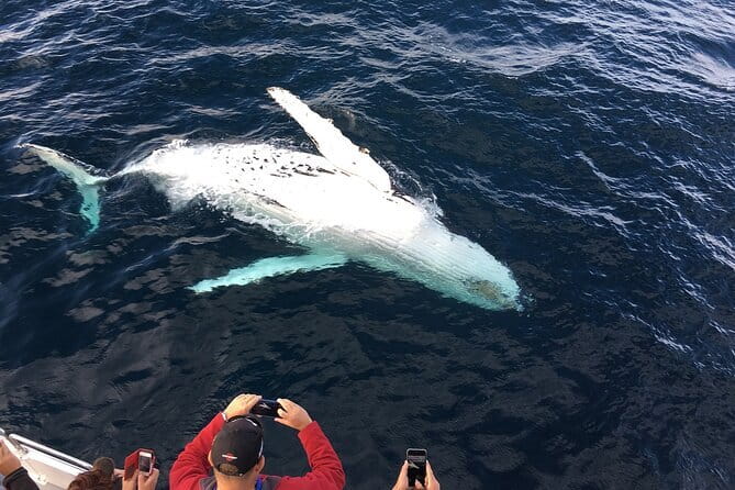 All Inclusive Mirissa Whale and Dolphin Watching Boat Ride - What you might see at dawn