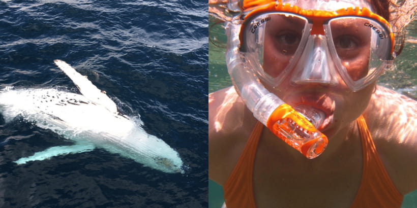 All Inclusive Mirissa Whale & Dolphin Watching + Snorkeling - Dawn in Mirissa, then out to sea
