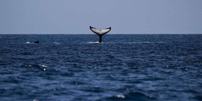 All Inclusive Mirissa Whale & Dolphin Watching + Snorkeling - A 45-minute Sri Lankan lunch