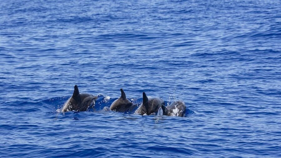 All Inclusive Mirissa Whale & Dolphin Watching + Snorkeling - Turtle snorkeling for 90 minutes