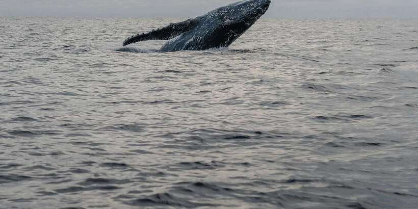 All Inclusive Mirissa Whale & Dolphin Watching + Snorkeling - Finishing with a beer on the beach