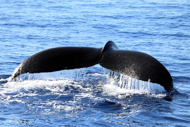 All-Inclusive Sunset Dolphin Watch and Snorkeling Cruise - Setting out from Ko Olina Marina at 4:15 p.m.