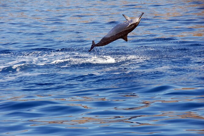 All-Inclusive Sunset Dolphin Watch and Snorkeling Cruise - Unlimited soft drinks and included alcoholic beverages
