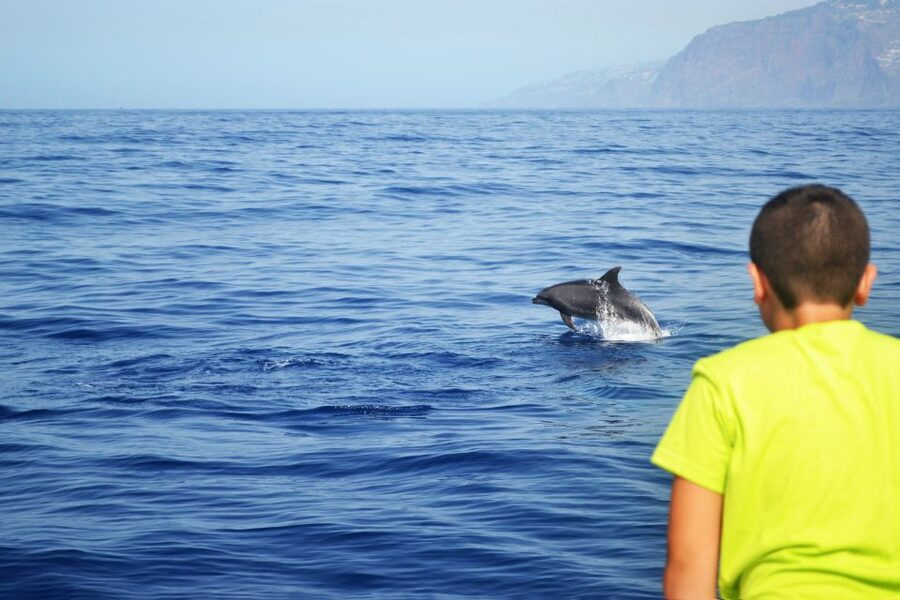 All Inclusive Whale and Dolphin Watching Luxury Tour - Cabo Girão: 30 minutes beneath a giant cliff