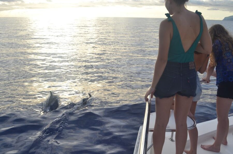 All Inclusive Whale and Dolphin Watching Luxury Tour - Is $93 a fair price?