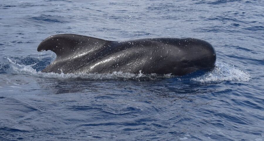 All Inclusive Whale and Dolphin Watching Luxury Tour - The first 45 minutes: heading into open water