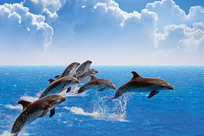 Amazing Dolphin Watching Tour In Muscat - Setting out from Marina Bandar Al Rowdha at 10:00 am