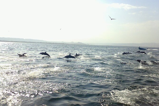 Amazing Dolphin Watching Tour In Muscat - Following dolphins along Muscat’s desert coast