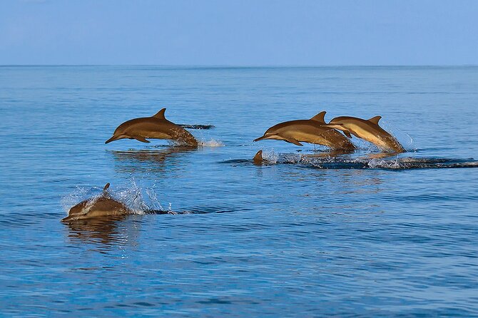 Amazing Dolphin Watching Tour In Muscat - Is $54 a fair price?