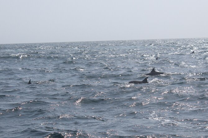 Amazing Dolphin Watching Tour In Muscat - What to bring and how to plan the morning