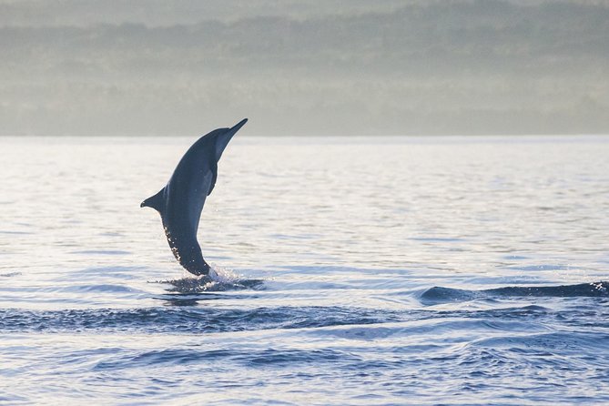 Amazing Private Tours: Dolphins Lovina and Gitgit Waterfall include Lunch - Why this north Bali day trip takes so long