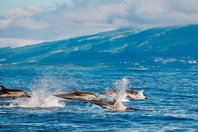 Among Whales Dolphins and Volcanoes Full Day Tour With Lunch - A big São Miguel day in two distinct halves