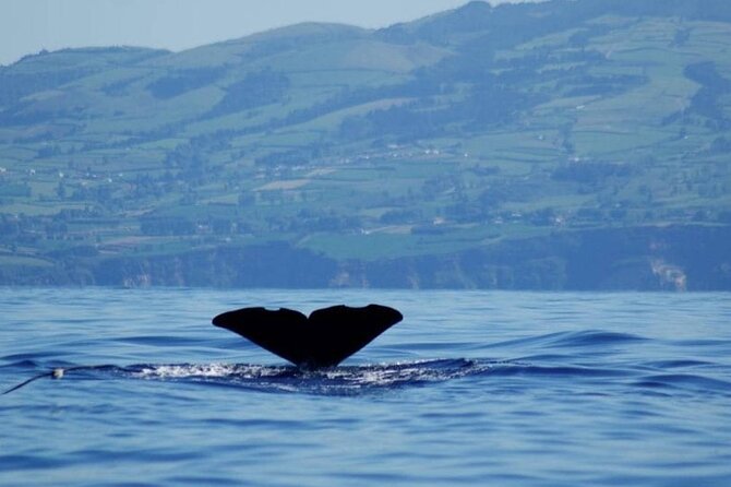 Among Whales Dolphins and Volcanoes Full Day Tour With Lunch - Ponta Delgada marina and the whale boat